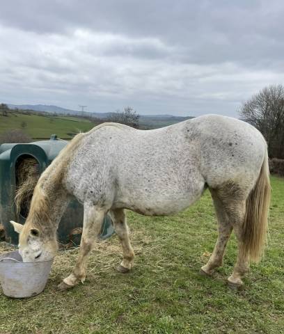 Yegua Silla Francés En venta 2008 Tordo por CORLAND