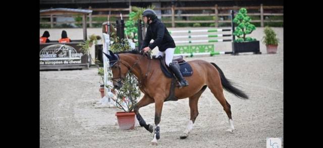 Yegua Silla Francés En venta 2018 Bayo por Utah van de rock