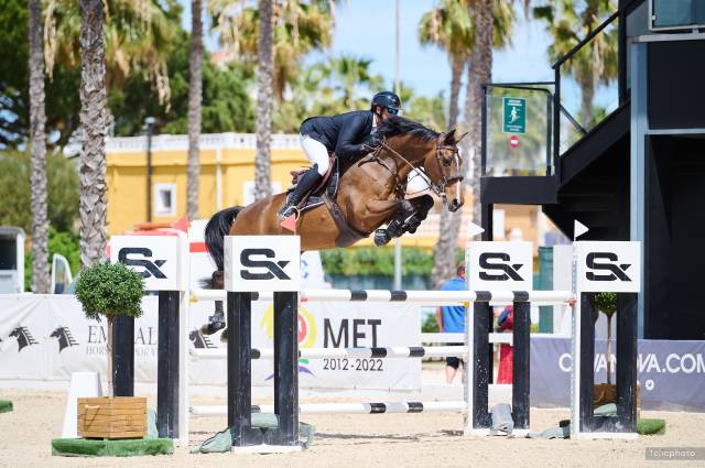 Caballo castrado Silla Francés En venta 2014 Bayo