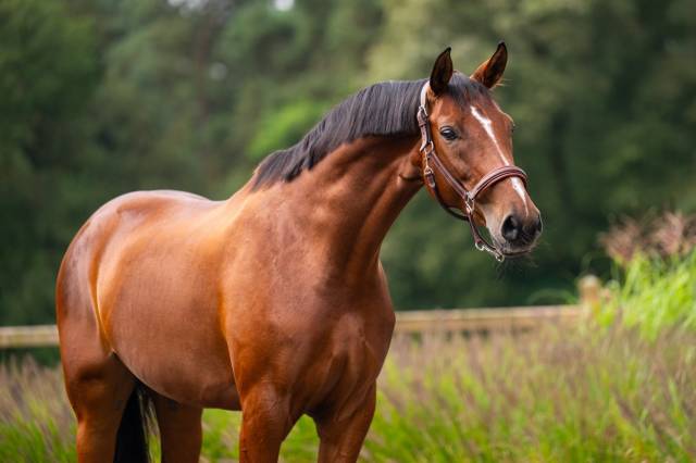 Yegua Westfaliano En venta 2017 Bayo por BELLISSIMO M