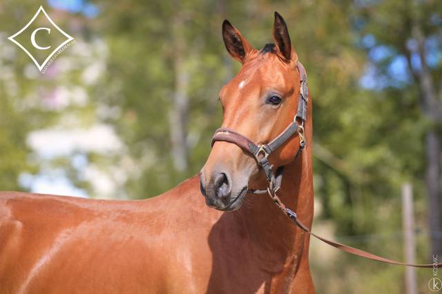 Caballo entero Lusitano En venta 2021 Bayo por EQUADOR MVL