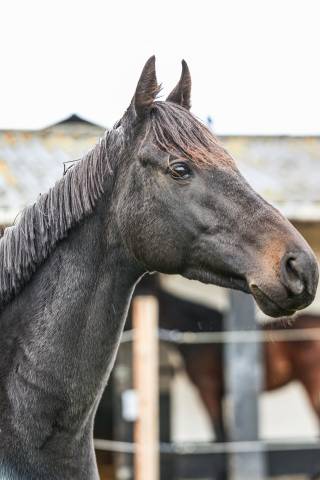 Caballo castrado Pura Sangre En venta 2022 Negro