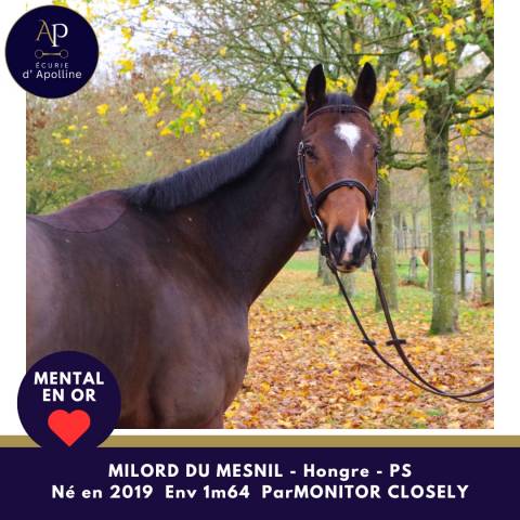 Caballo castrado Pura Sangre En venta 2019 Bayo