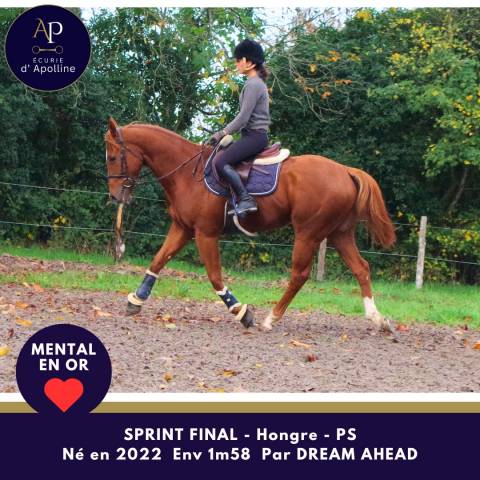 Caballo castrado Pura Sangre En venta 2022 Alazán