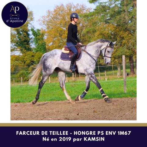 Caballo castrado Pura Sangre En venta 2019 Tordo