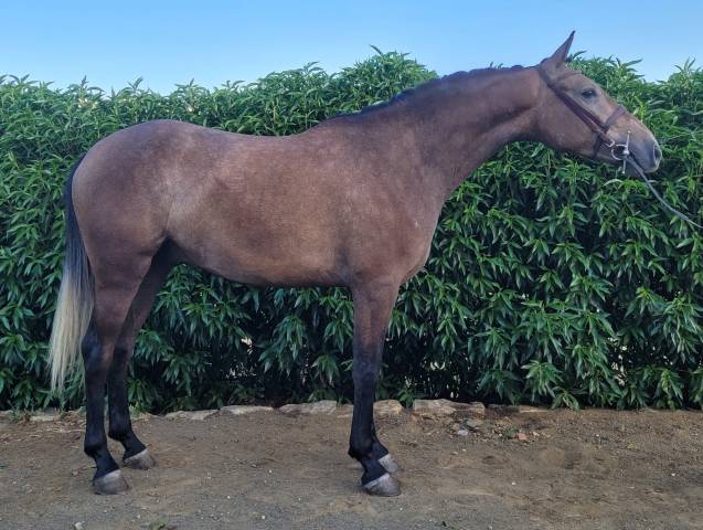 Caballo 4 años muy noble 