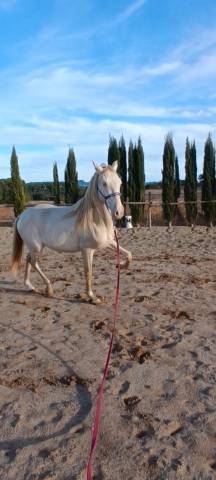 PRE Colt • 2 Years Old • Rare Cream Color • Strong Morp