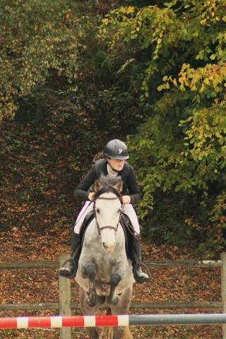 Caballo castrado Origine Constatée En venta 2020 Tordo