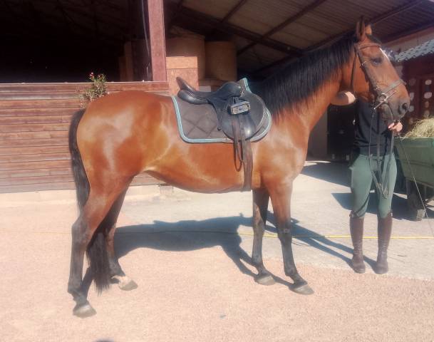 Yegua Origen No Constatado En venta 2020 Bayo