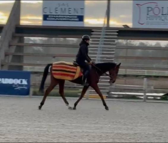 Caballo castrado Pura Sangre En venta 2023 Bayo