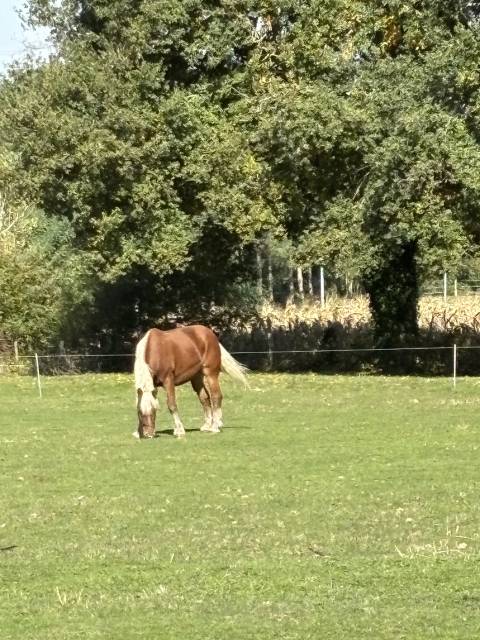 Yegua Tiro Comtois En venta 2019 Alazán por BIMBO DE LESCHAUD