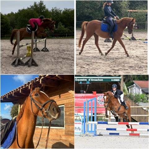 Caballo castrado Origine Constat&eacute;e En venta 2018 Alaz&aacute;n