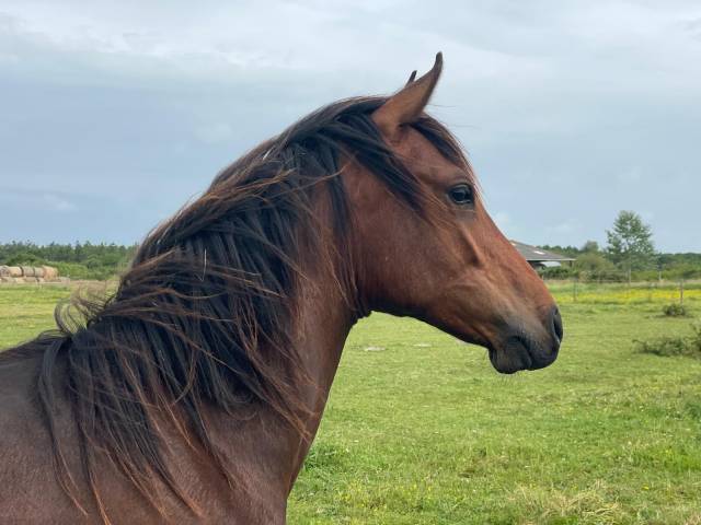Caballo entero Origine Constat&eacute;e En venta 2024 Bayo por NERZH AR MOR KERSIDAL