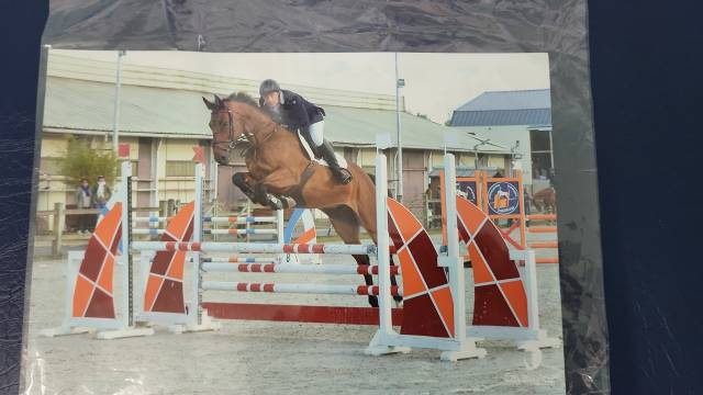 Caballo castrado Silla Francés En venta 2010 Bayo por DIAMANT DE SEMILLY
