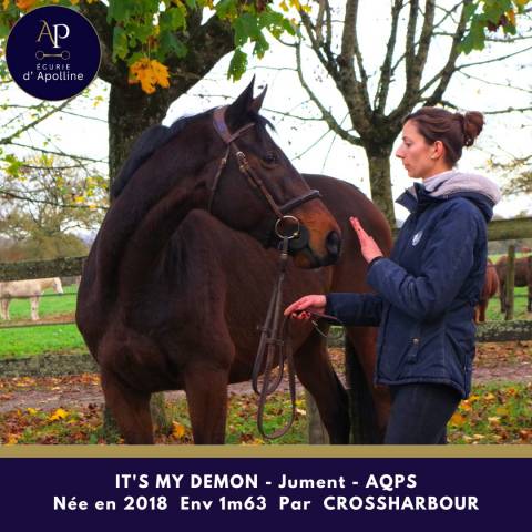 Yegua AQPS En venta 2018 Bayo