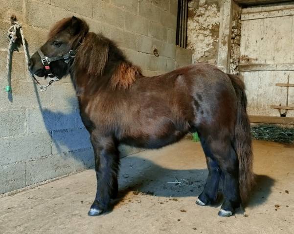 Caballo entero Shetland En venta 2024 Negro por VICKING COMMANDERIE