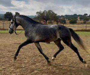 Caballo entero Lusitano En venta 2022 Tordo