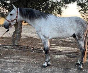 Caballo castrado PRE Pura Raza Española En venta 2019 Tordo