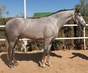 Caballo castrado PRE Pura Raza Española En venta 2022 Tordo