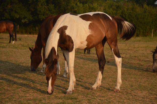 Caballo castrado Caballo de Silla En venta 2025 P&iacute;o por Conte Bellini