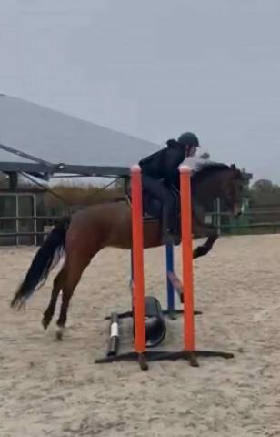 Yegua Origine Constatée En venta 2019 Bayo