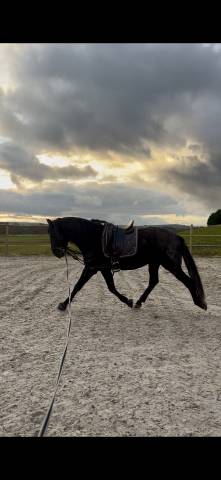 Caballo entero PRE Pura Raza Española En venta 2021 Negro