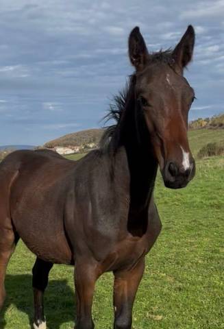 Potro Silla Francés En venta 2025 Bayo moreno por diarado