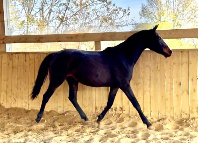 Yegua AES Anglo European Studbook En venta 2023 Bayo moreno por idem du peyron