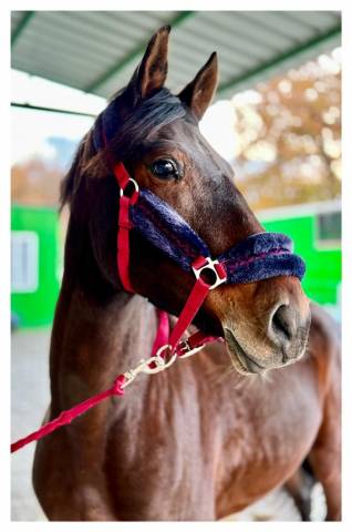 Se vende Caballo CDE de salto