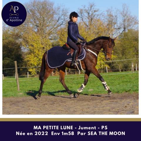 Yegua Pura Sangre En venta 2022 Bayo por Sea the moon