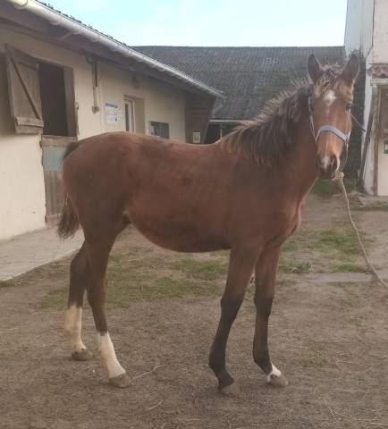 Potro Silla Francés En venta 2025 Bayo por Heracles d'elle