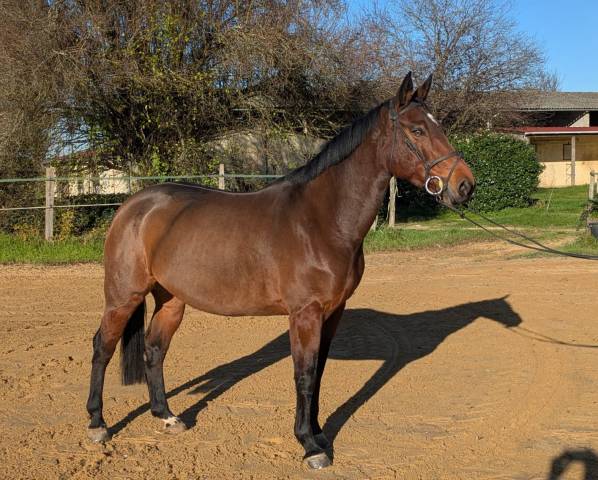 Yegua Silla Francés En venta 2016 Bayo por URANO DE CARTIGNY