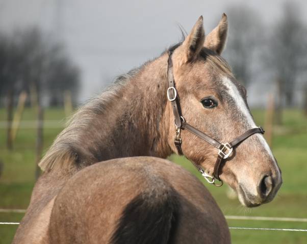 Semental Zangersheide En venta 2024 Tordo