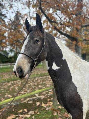 Yegua Origen No Constatado En venta 2023 Pío