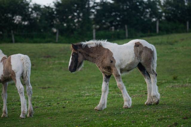 Potranca Gypsy Cob En venta 2025 Pío