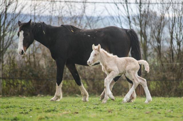 Potranca Gypsy Cob En venta 2025 Palomino