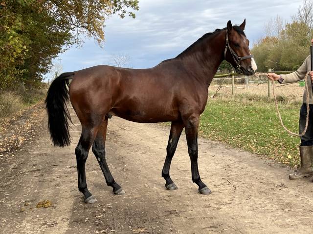 Practicante - Practicante  Medio tiempo - Calvados Francia