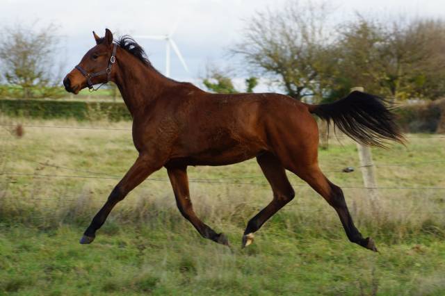 Yegua Silla Francés En venta 2024 Bayo por Cooper van’t Heffinck