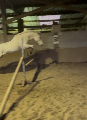 Yegua Pura Sangre En venta 2014 Tordo por Reliable Man