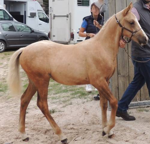 Caballo entero Welsh Part Bred En venta 2025 Palomino por Cremell&rsquo;aux Lays