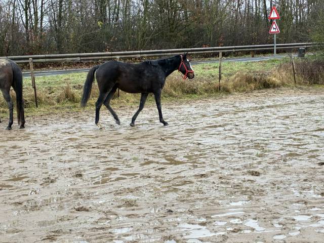 Yegua Media Sangre Irlandés En venta 2019 Bayo