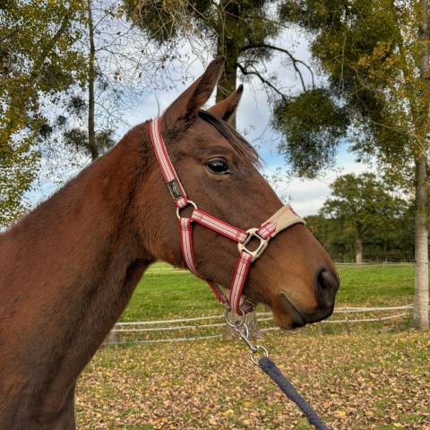 Yegua AQPS En venta 2023 Bayo