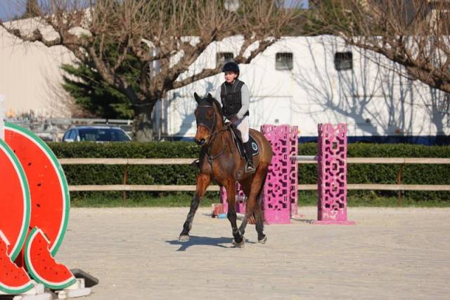Caballo castrado Silla Francés En venta 2019 Bayo