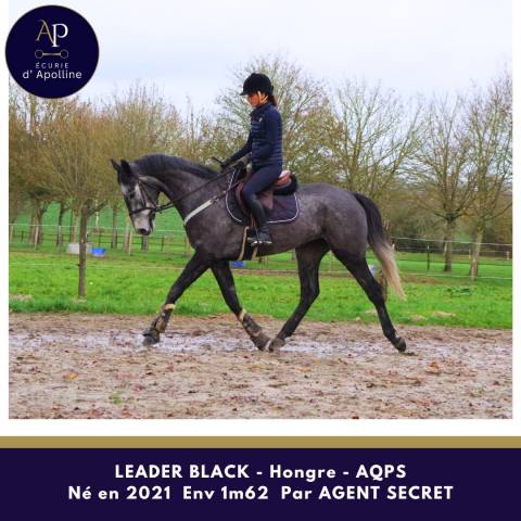 Caballo castrado AQPS En venta 2021 Tordo