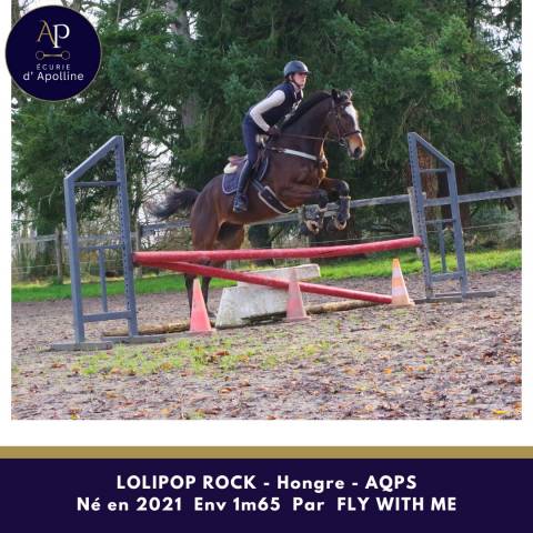 Caballo castrado AQPS En venta 2021 Bayo