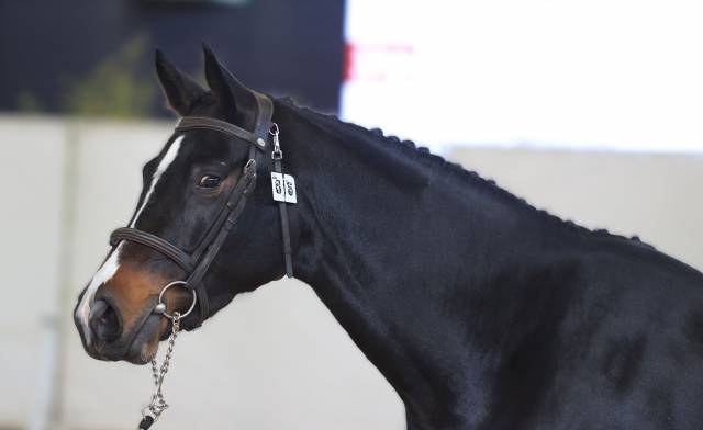 Yegua Silla Francés En venta 2022 Bayo moreno por Conthargos