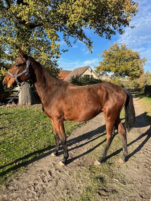Caballo castrado Silla Franc&eacute;s En venta 2023 Bayo por ROY DE LA VALLEE