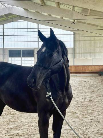 Yegua Silla Franc&eacute;s En venta 2016 Negro por United sunheup