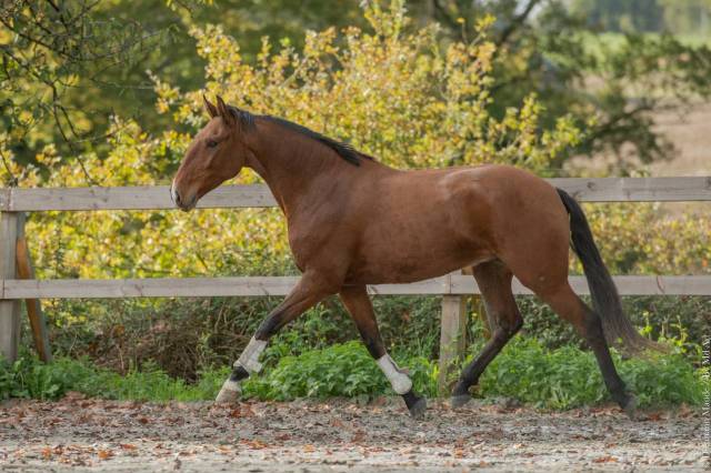 Caballo castrado Lusitano En venta 2019 Bayo por ESCORIAL SRB