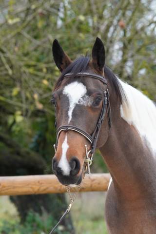 Yegua Silla Franc&eacute;s En venta 2022 Bayo por IDEAL COMBE AUX LOUP